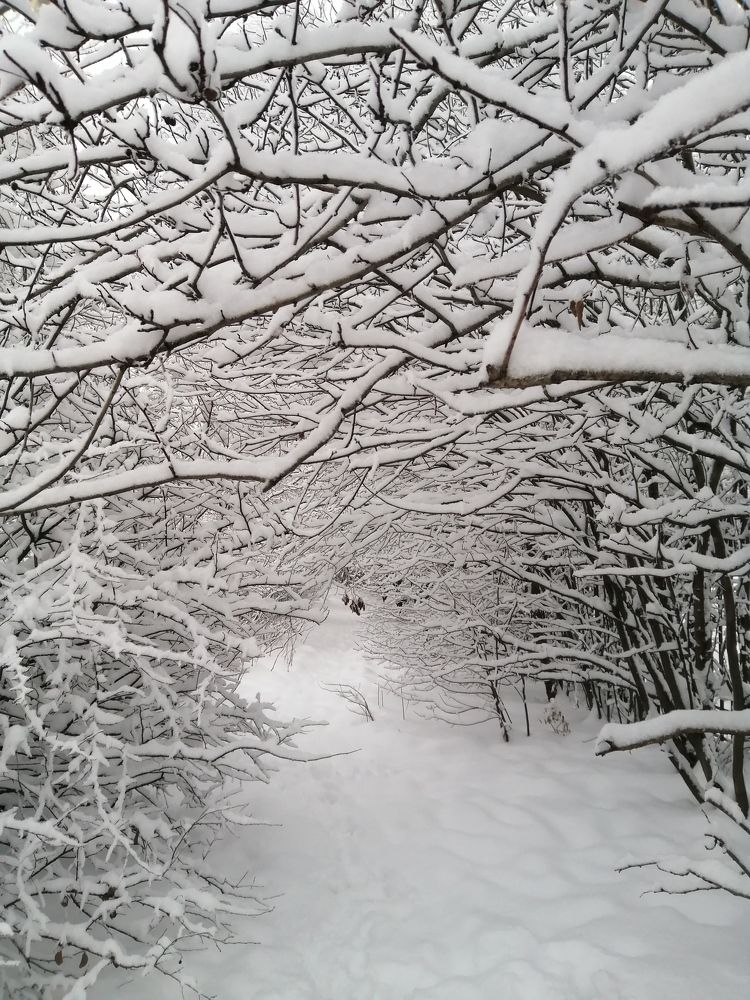 Photograph by Светлана Веселовская