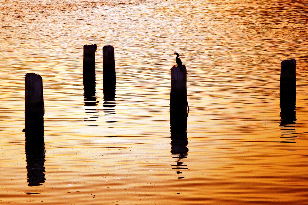 Photograph by Tatiana Barthem