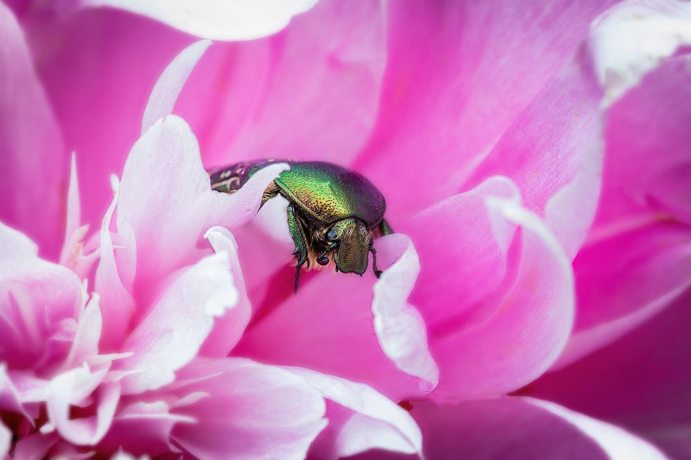 Photograph by Сергей Пискарёв