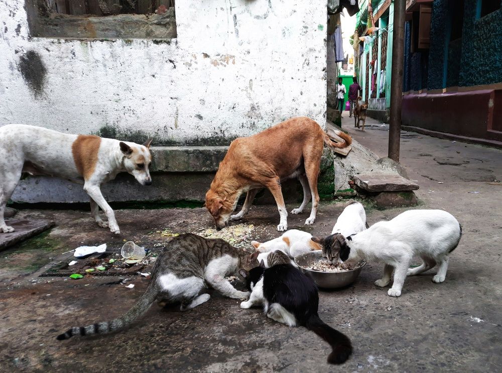 Photograph by Biprorshi Chatterjee