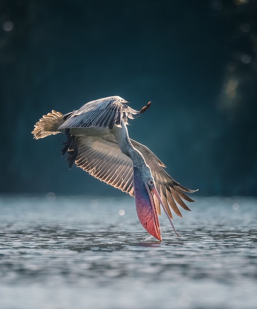 Photograph by Rakesh Baro