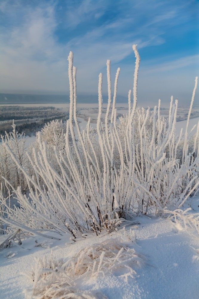 Утренний туман днём превратился в иней.