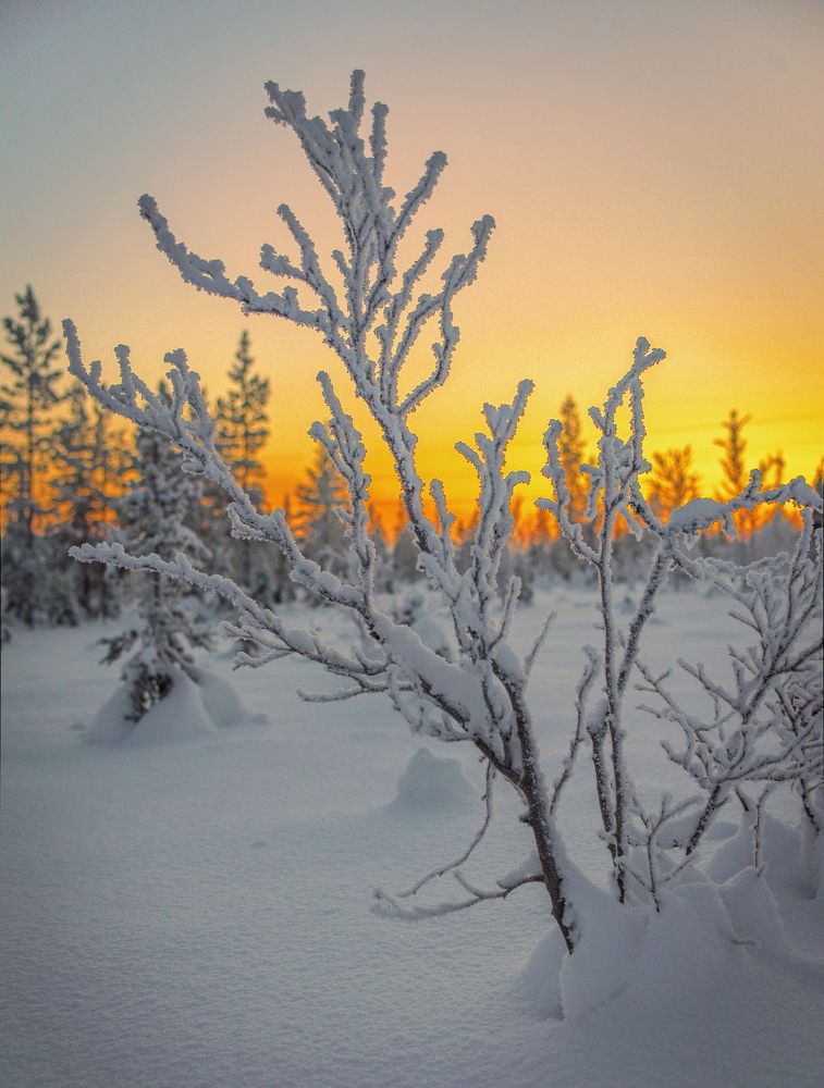 Photograph by Николаева Светлана