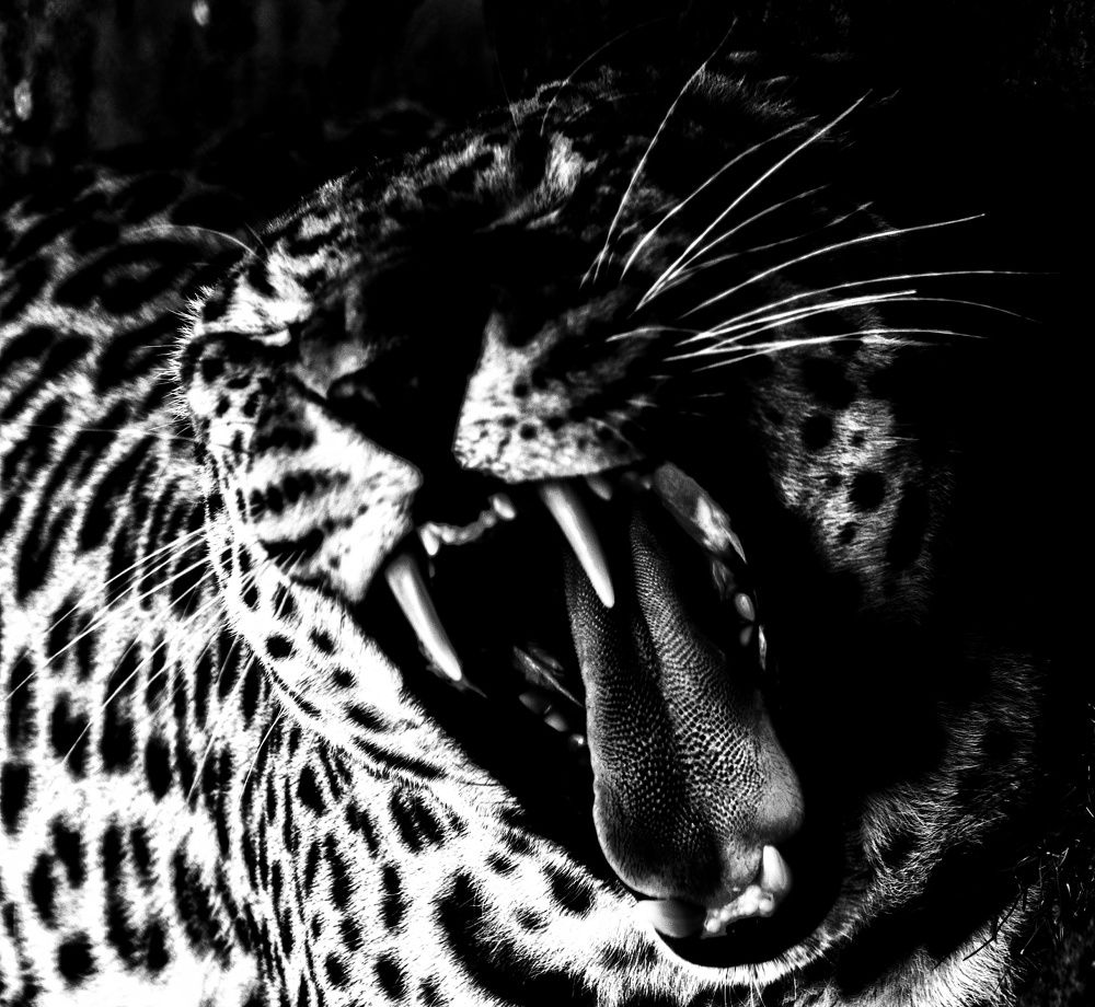 Photograph by Werner