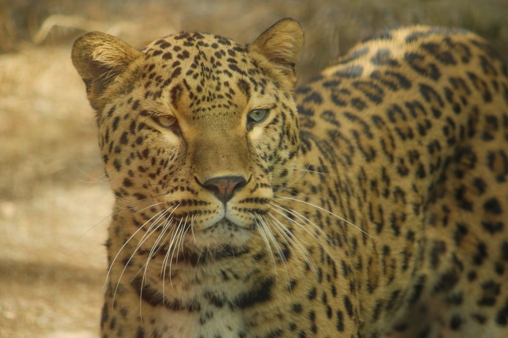 Фотография автора vahid