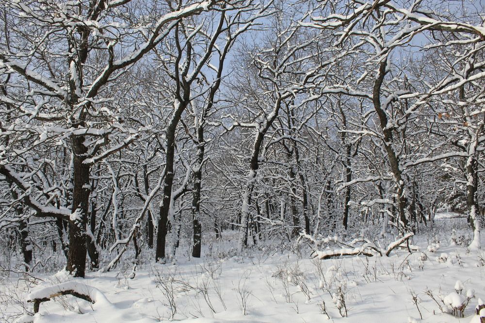 Photograph by Елена