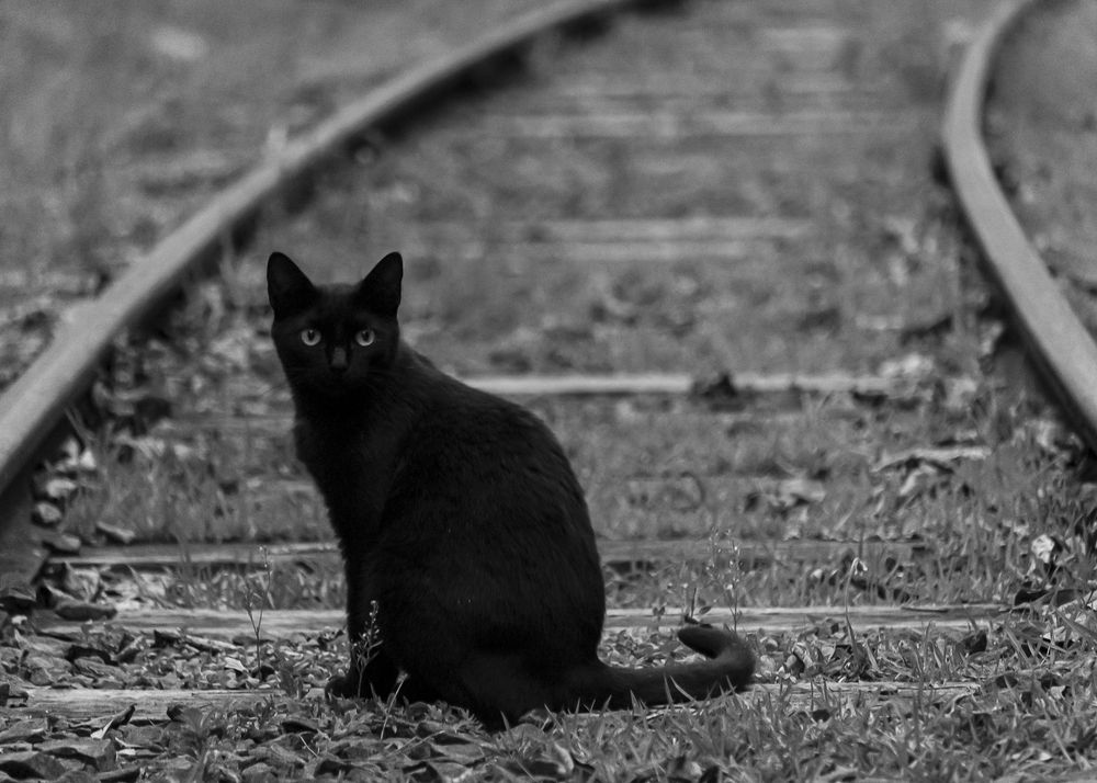 Black cat on the train track