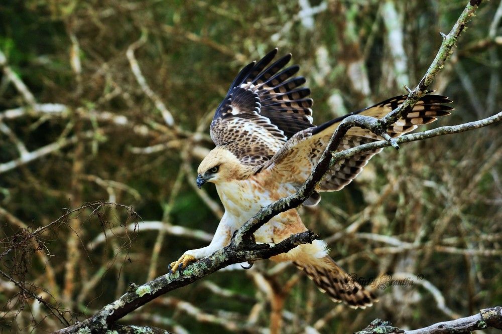 Photograph by Shirley irantha Sooriyaarachchi
