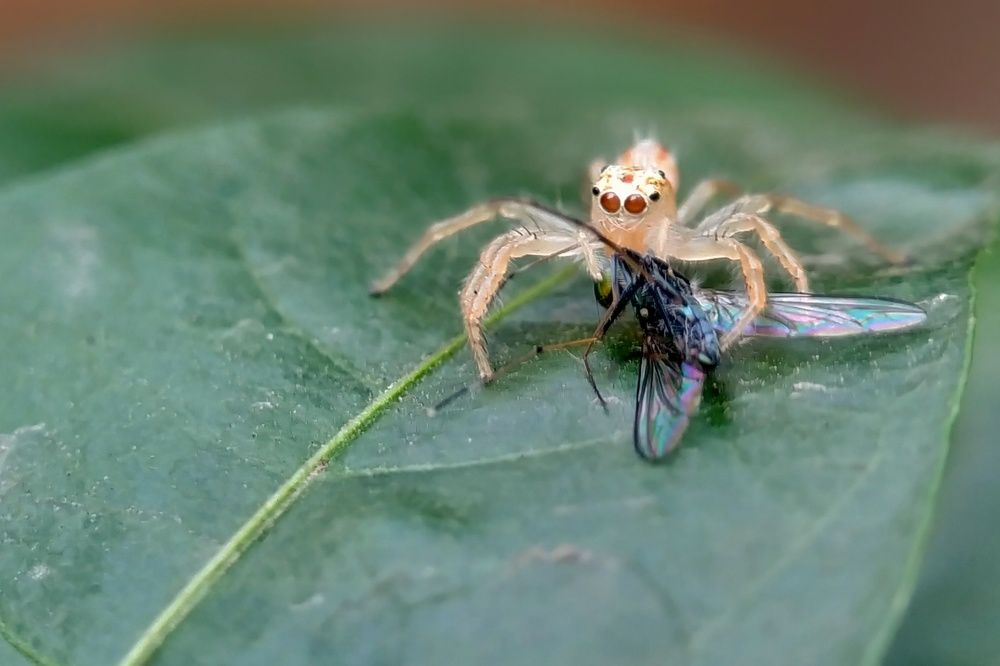 Фотография автора SK Shahbaj Ahmed