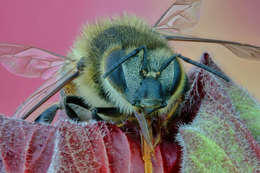 Photograph by Rui Santos