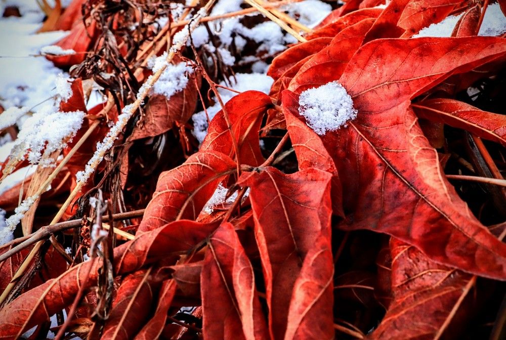 Под снегом... Under the snow ...