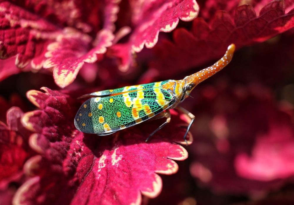 Photograph by Cohen Isaac