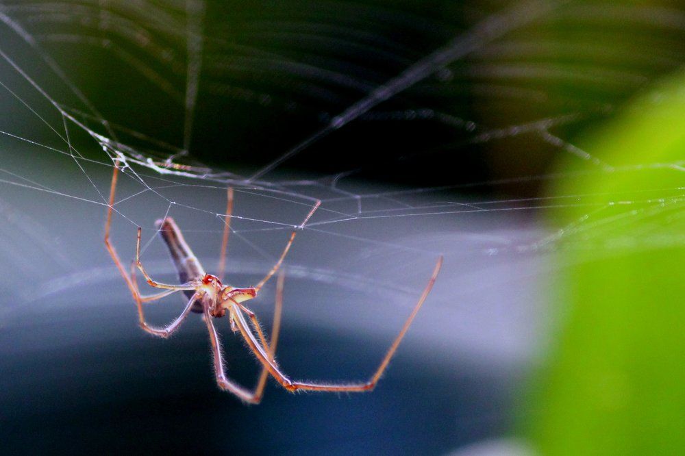 Photograph by Ramki Ramesh