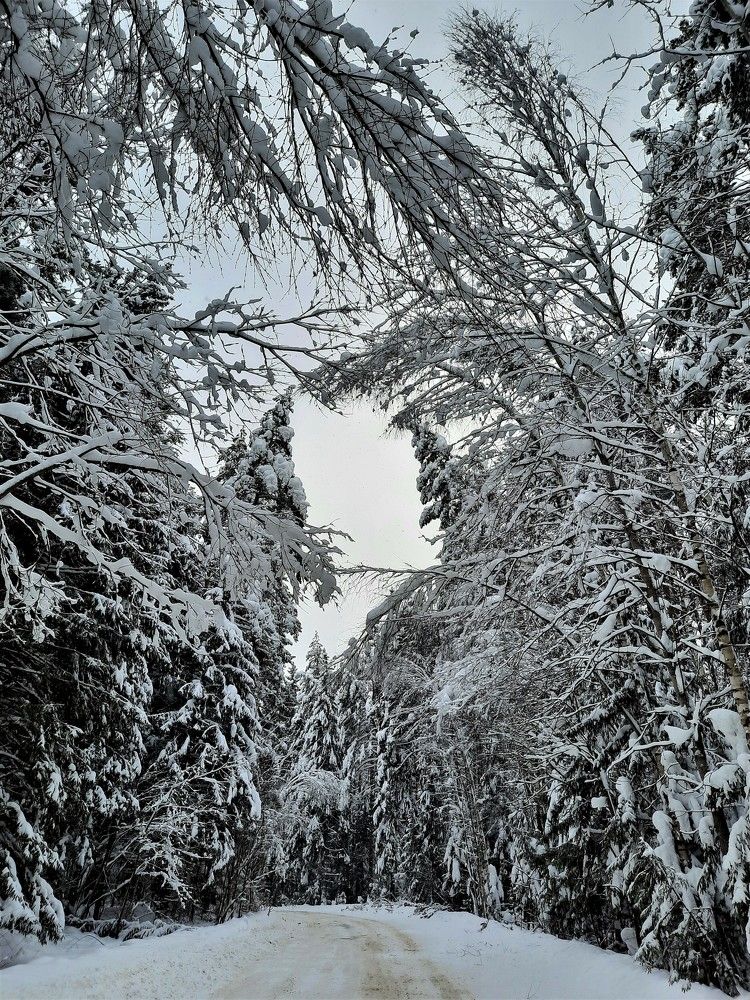 Фотография автора Елена Пикатова