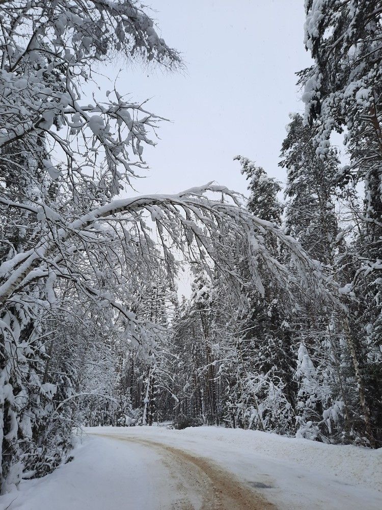 Фотография автора Елена Пикатова
