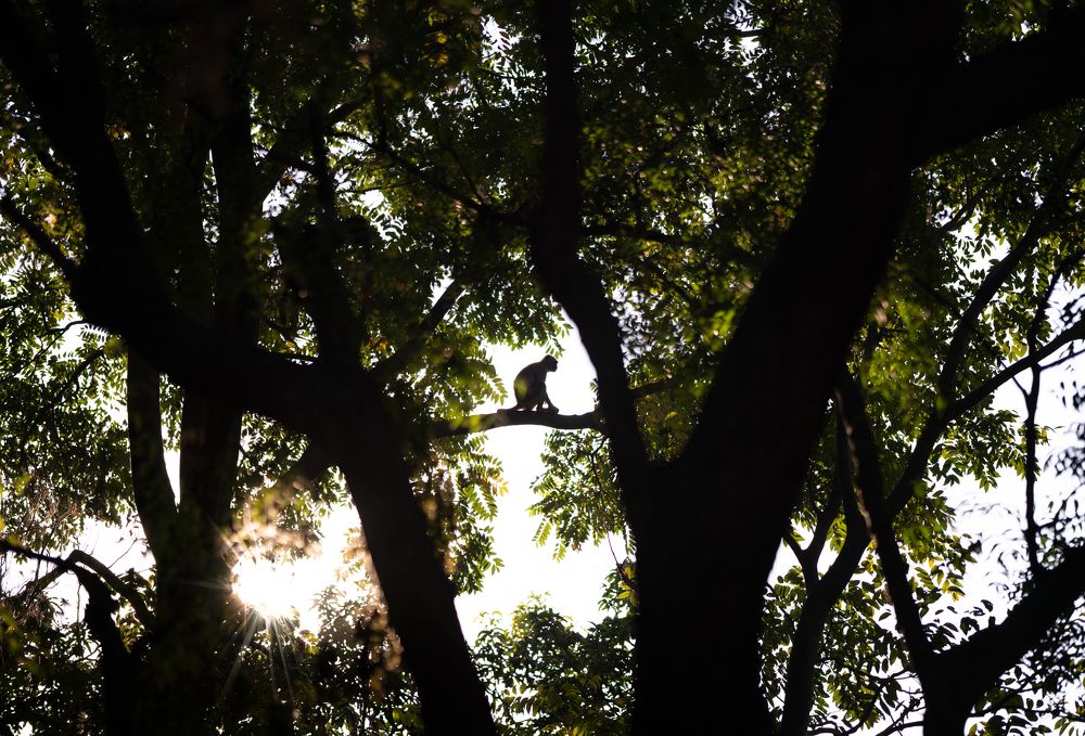 Photograph by suryansh