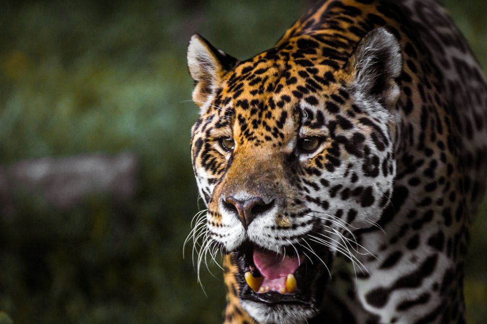 Photograph by Bruno Golemac