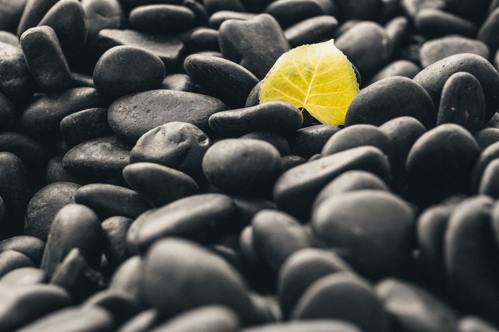 Photograph by Martin S.