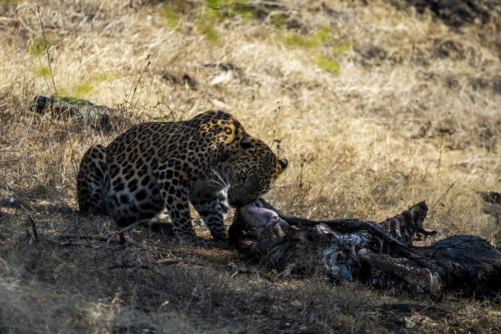 Фотография автора Sandip Mondal