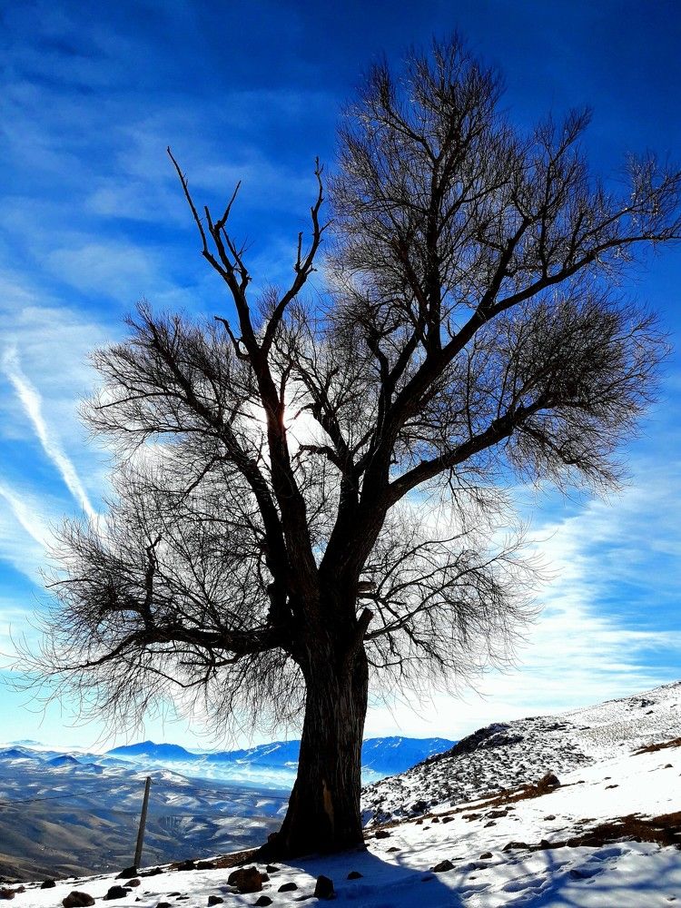 Nature under the snow
