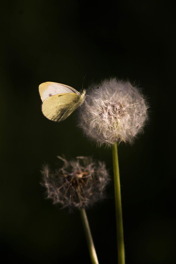 Photograph by Silvestar Filko