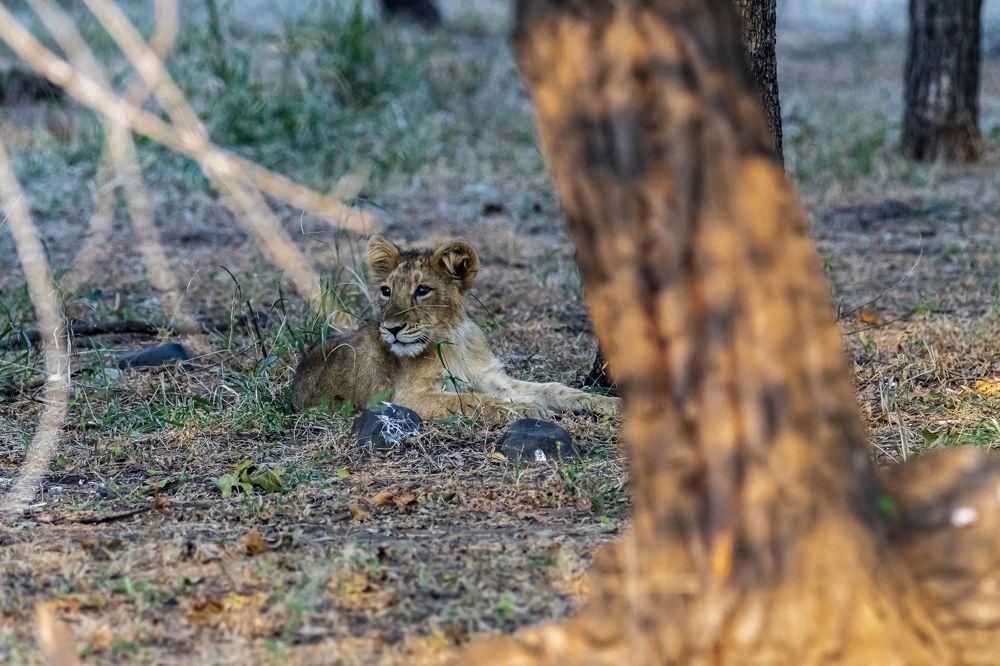 Фотография автора Sandip Mondal