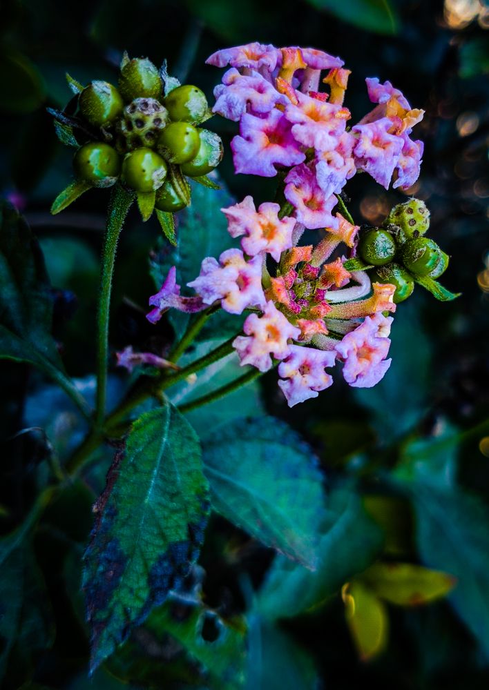 Photograph by Sudipto Chatterjee