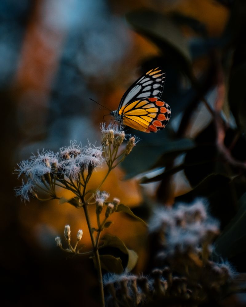 Фотография автора Arpit Dhore