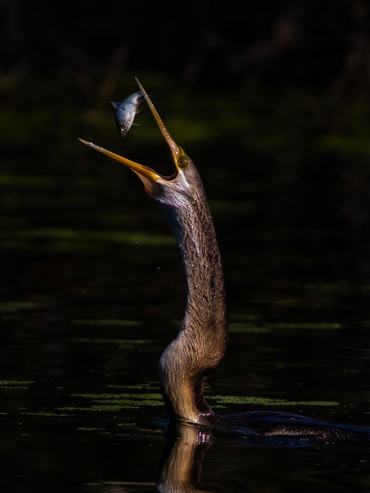 Photograph by Ajay Sadh