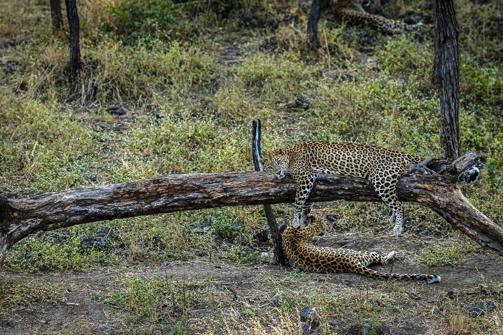 Фотография автора Sandip Mondal