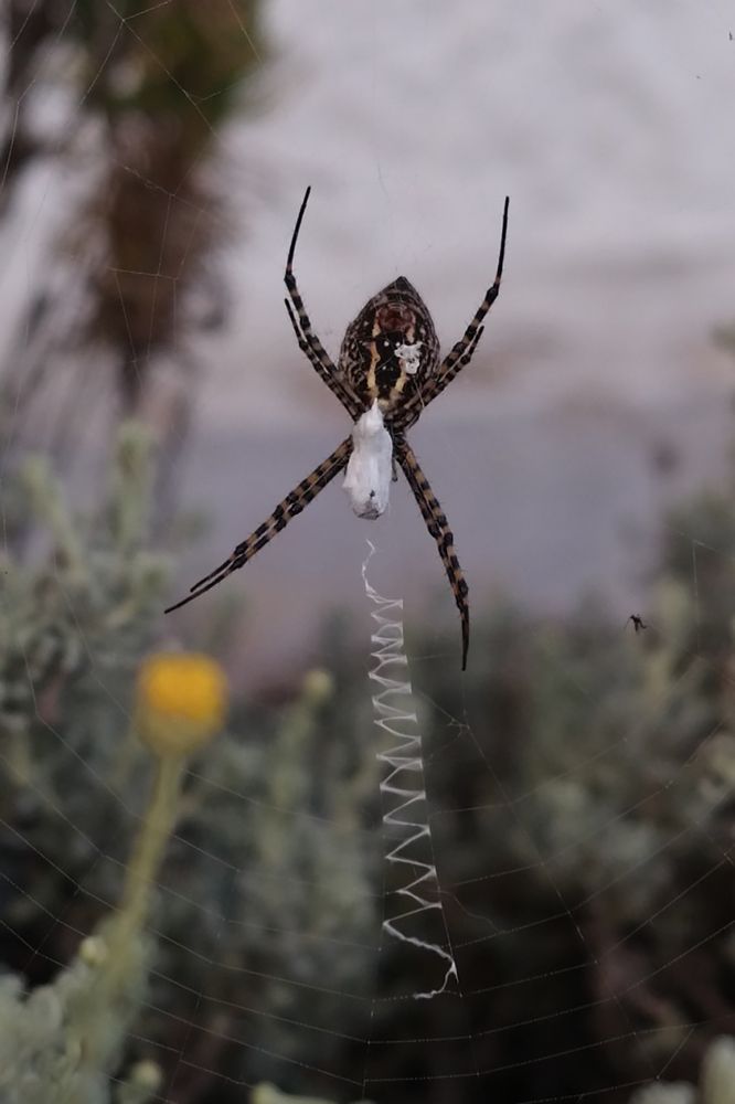 Photograph by Carine Czerwonogora