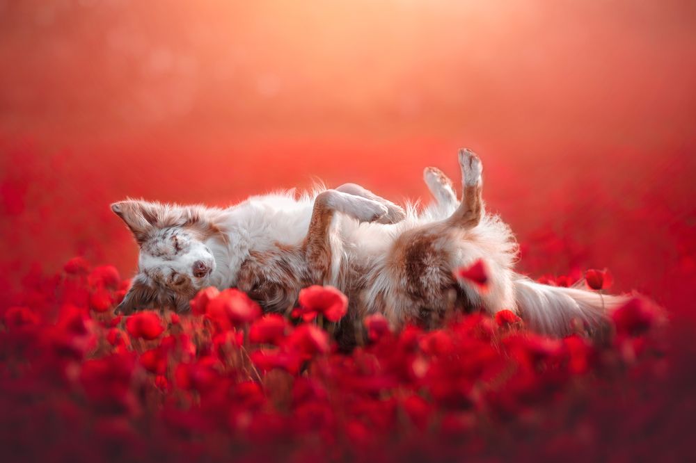 Photograph by Ve Shandor