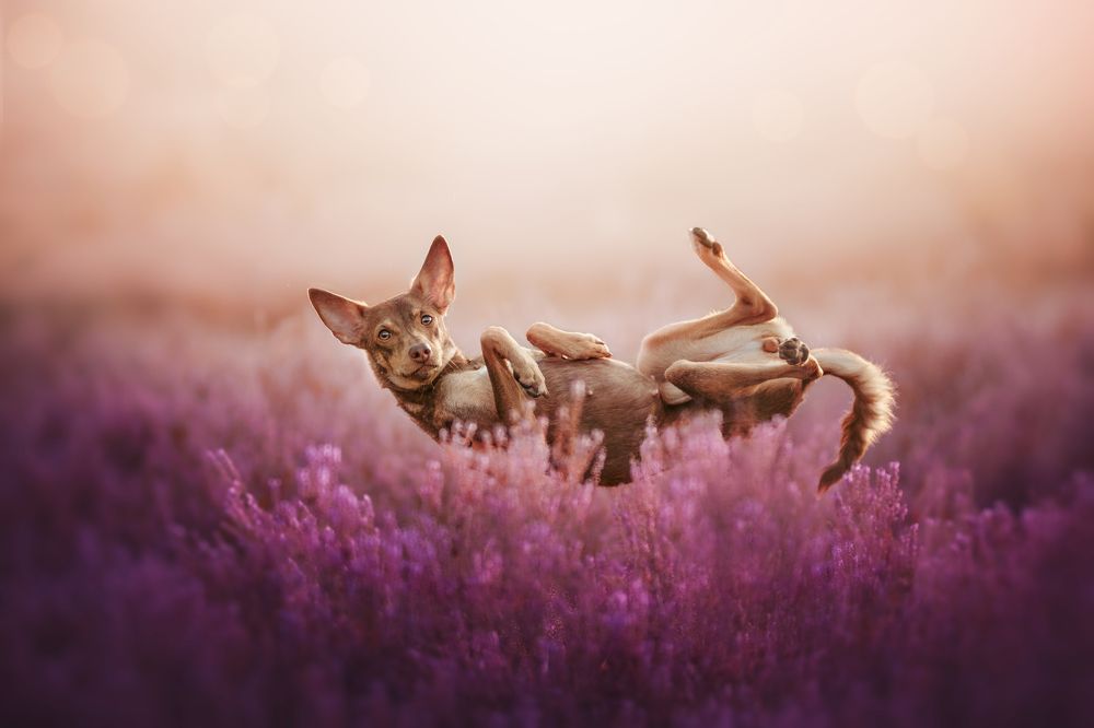 Photograph by Ve Shandor