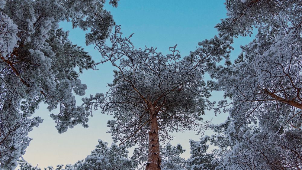 Photograph by Ольга Попова