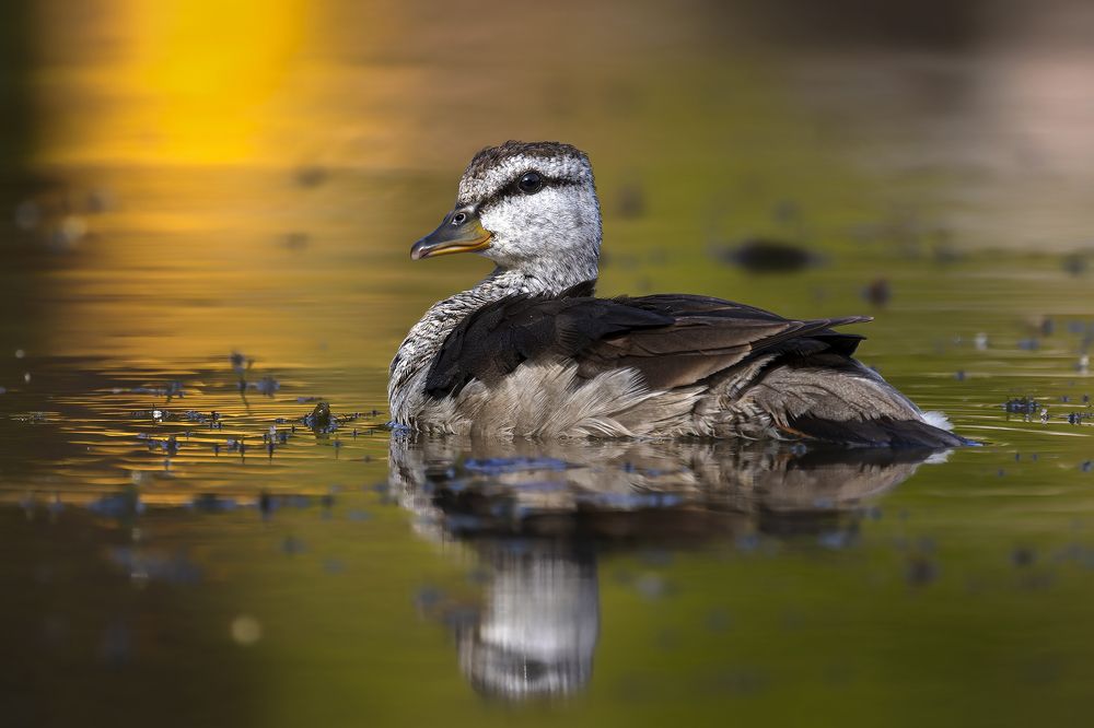 Photograph by PARTHA ROY