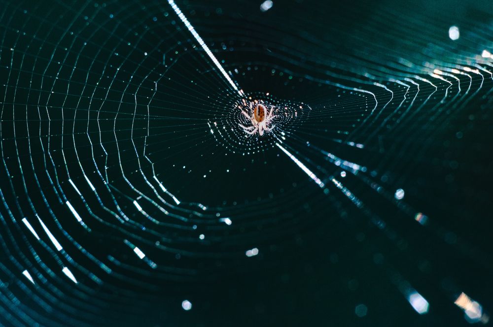 Паутина жизни