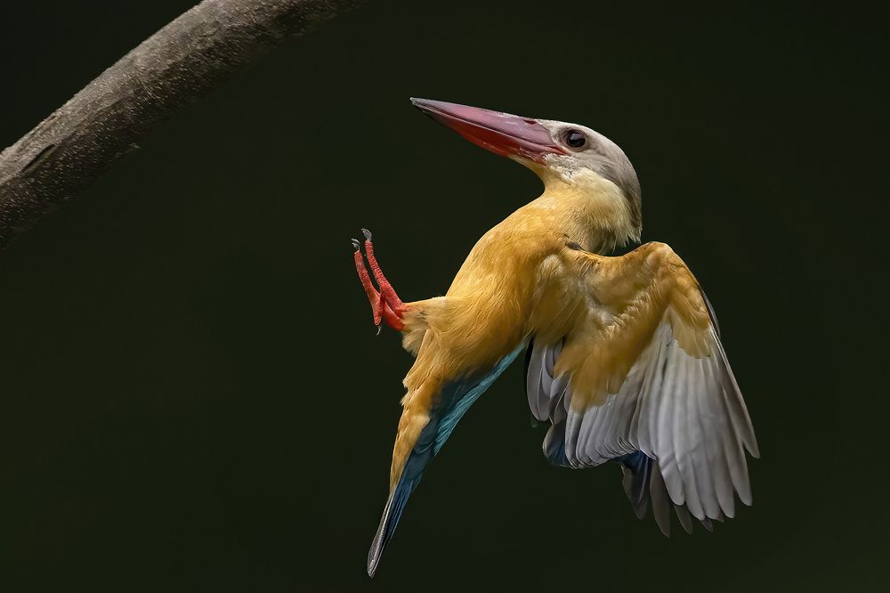 Photograph by PARTHA ROY