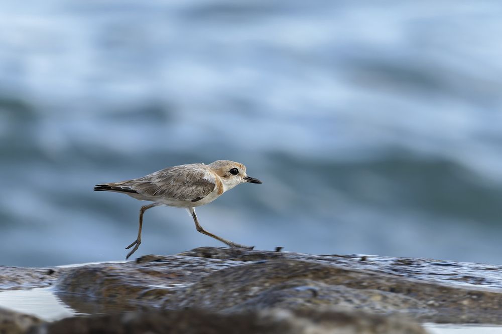 Photograph by PARTHA ROY