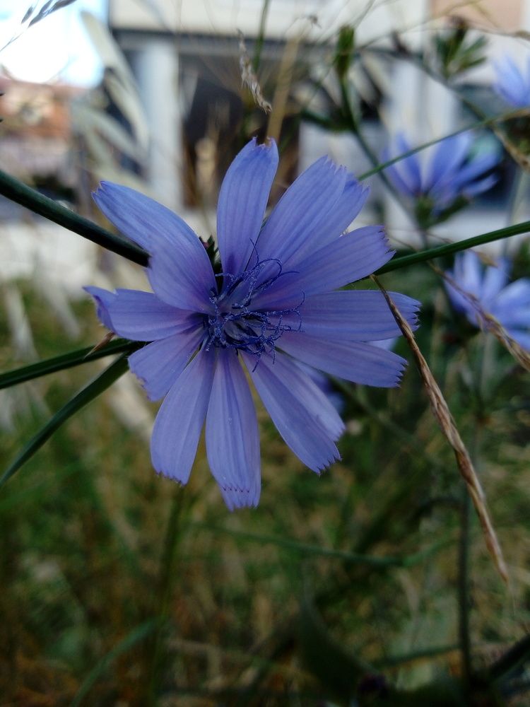 Photograph by Irina Delil