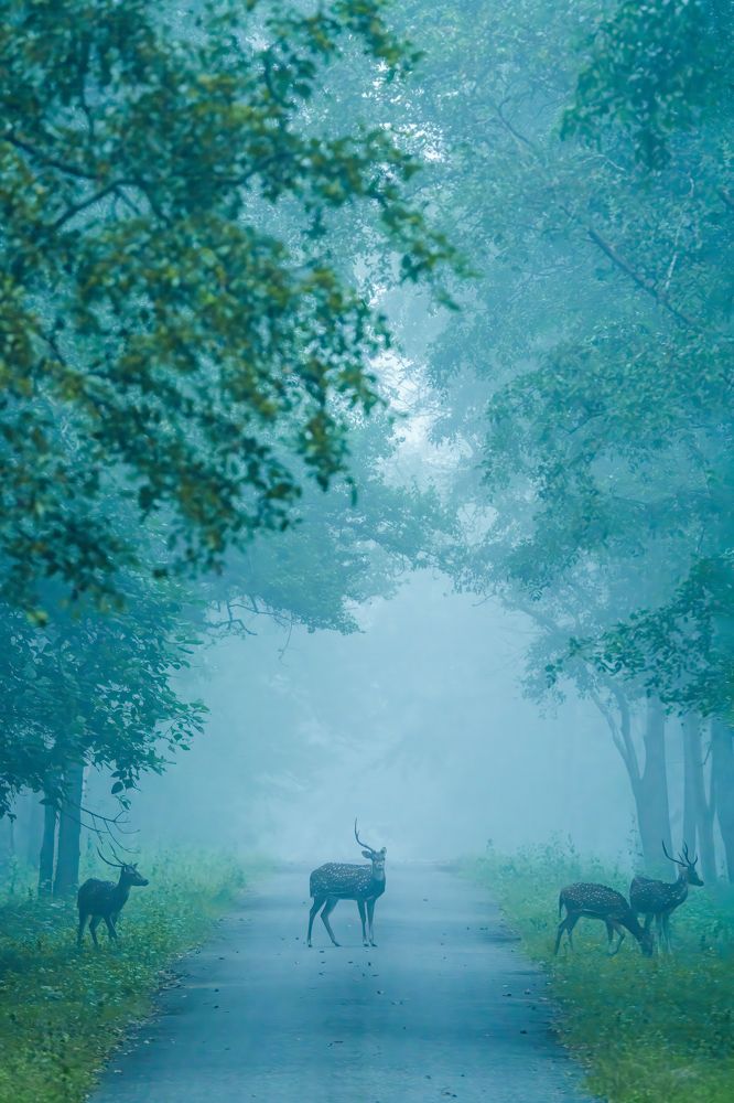 Photograph by Dhikshanethraa Jayaprakash