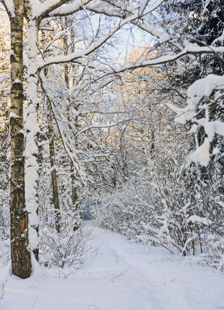 Nature in the winter forest.