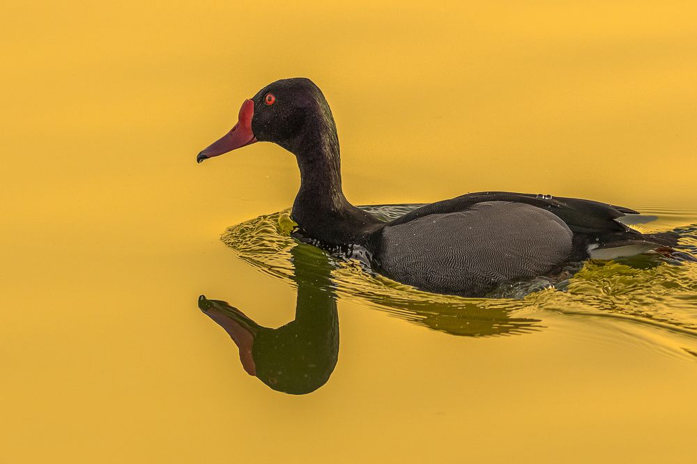 Фотография автора MOHAMED ISMAIL