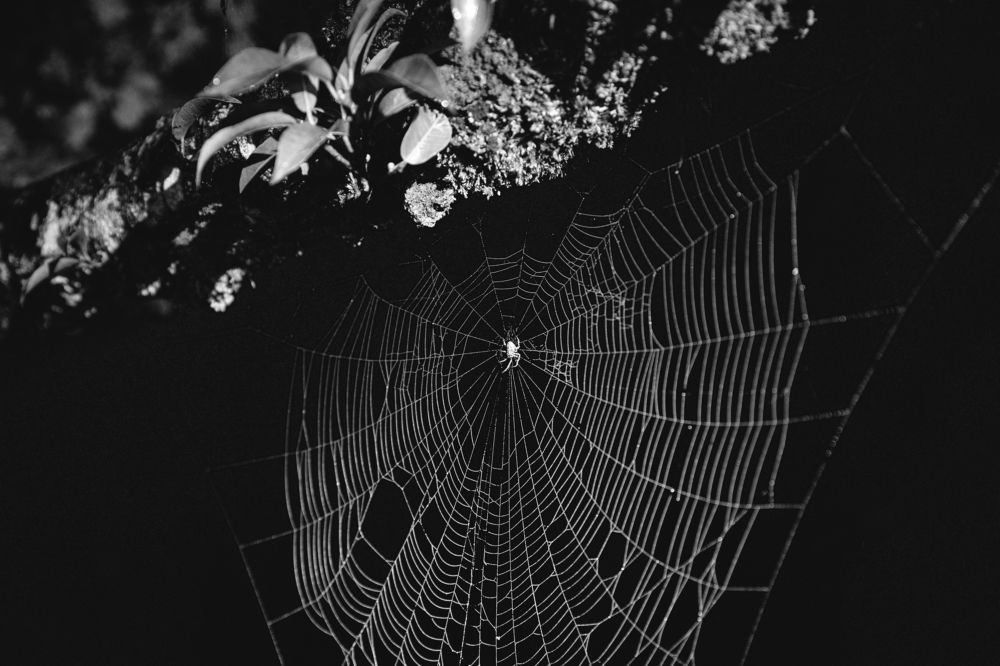 Photograph by Timur Korotkov