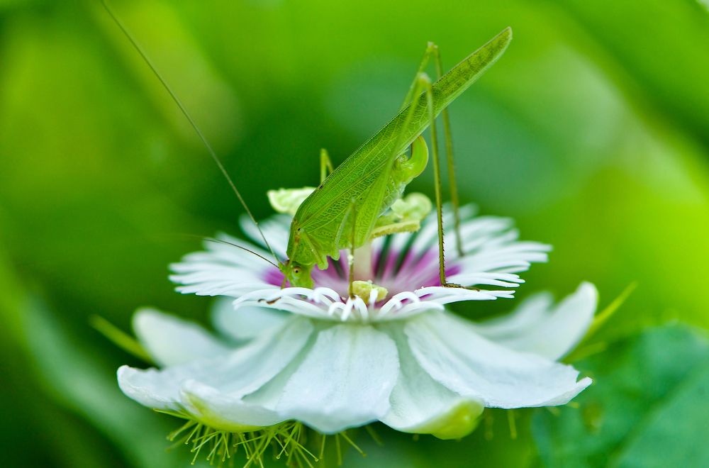 Photograph by Sharel Albor