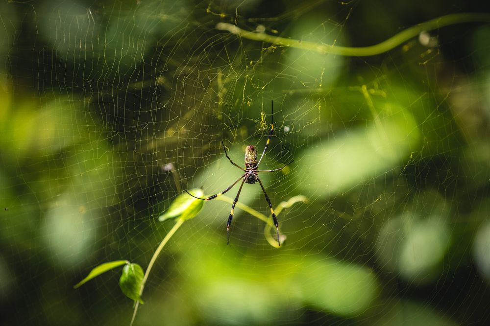 Photograph by Timur Korotkov