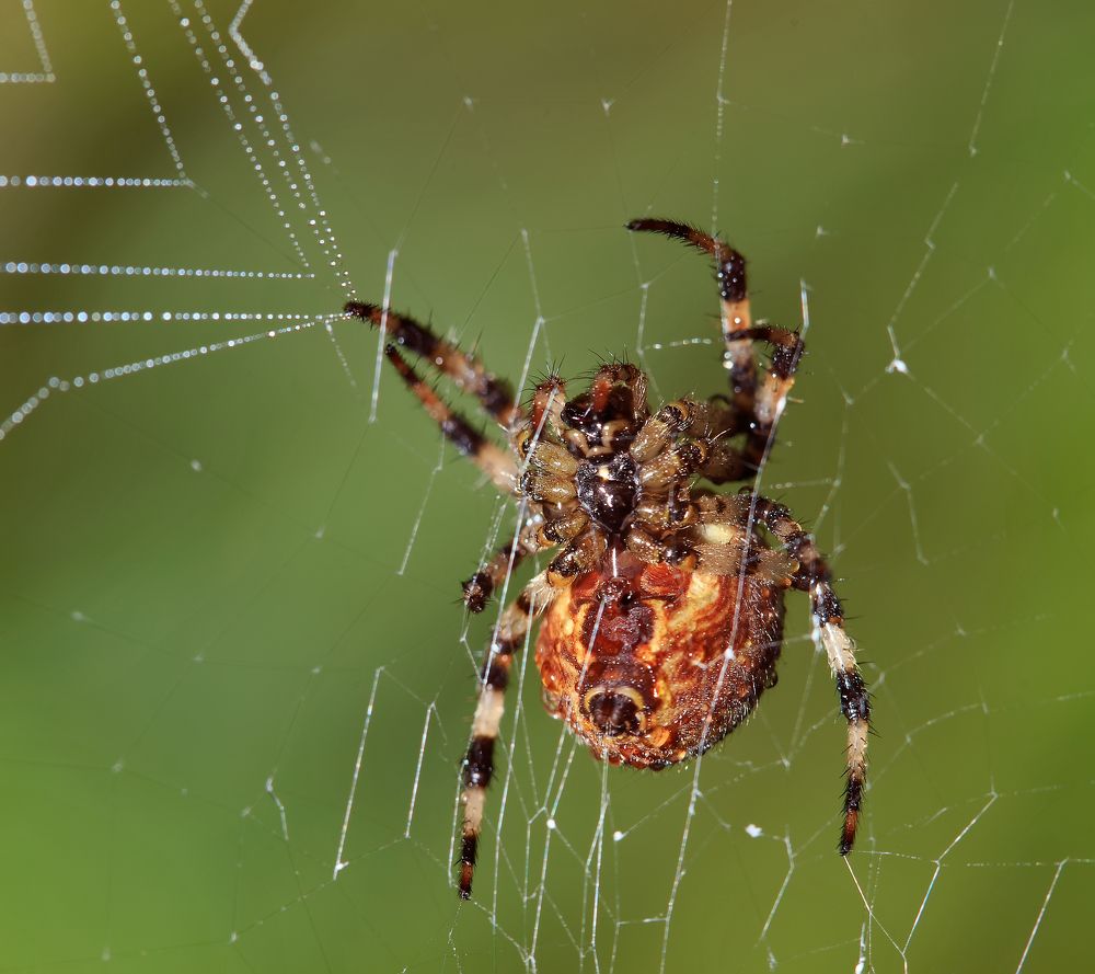 He knows what he's doing.