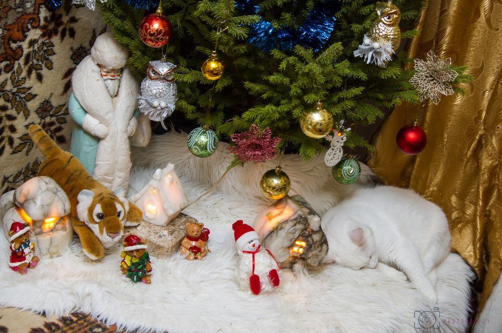 Фотография автора Ксения Смирнова