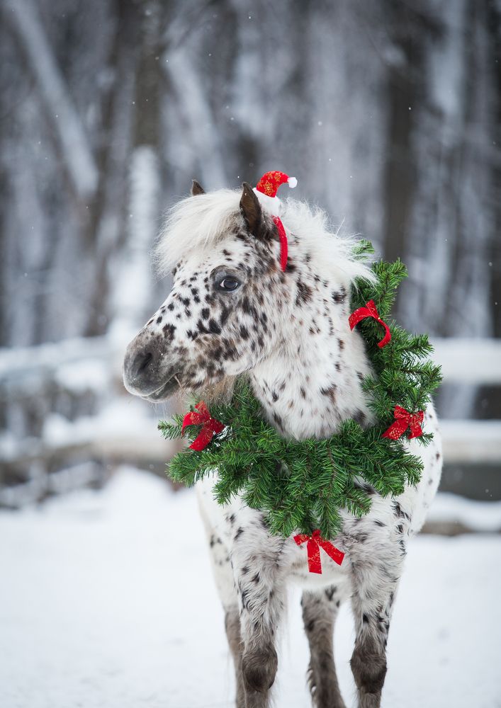 Помощница Санты