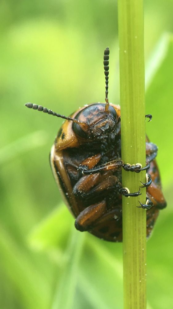 Колорадский жук
