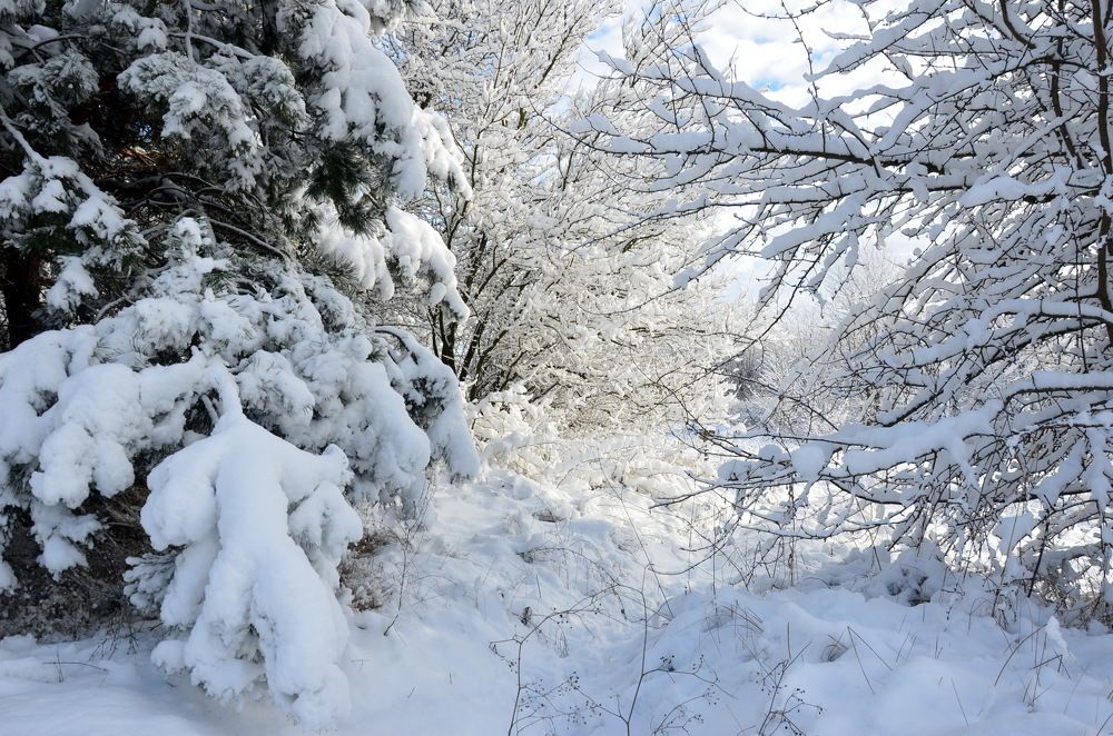 Photograph by Владимир Тертышник